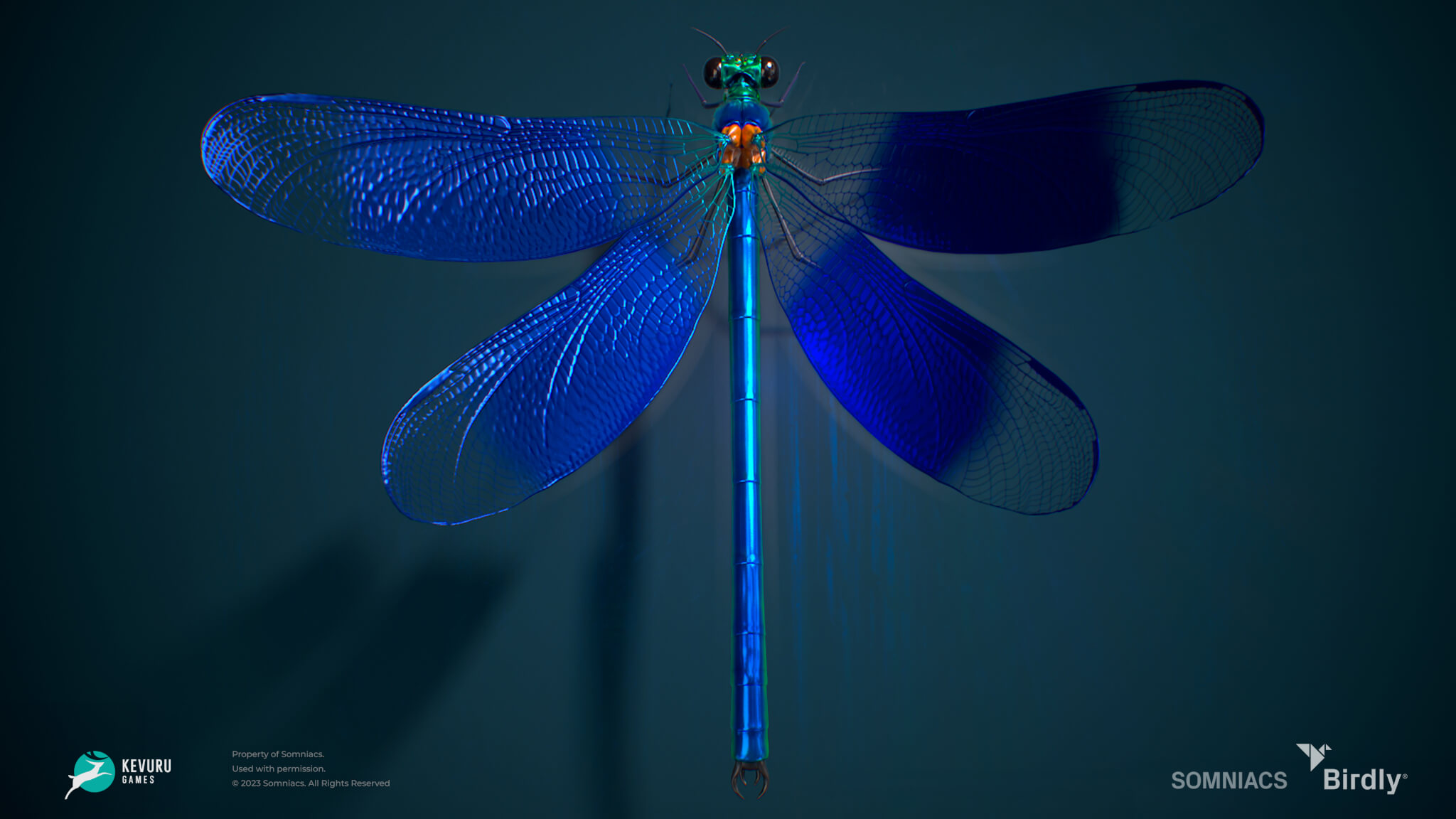 birdly insect dragonfly 3d