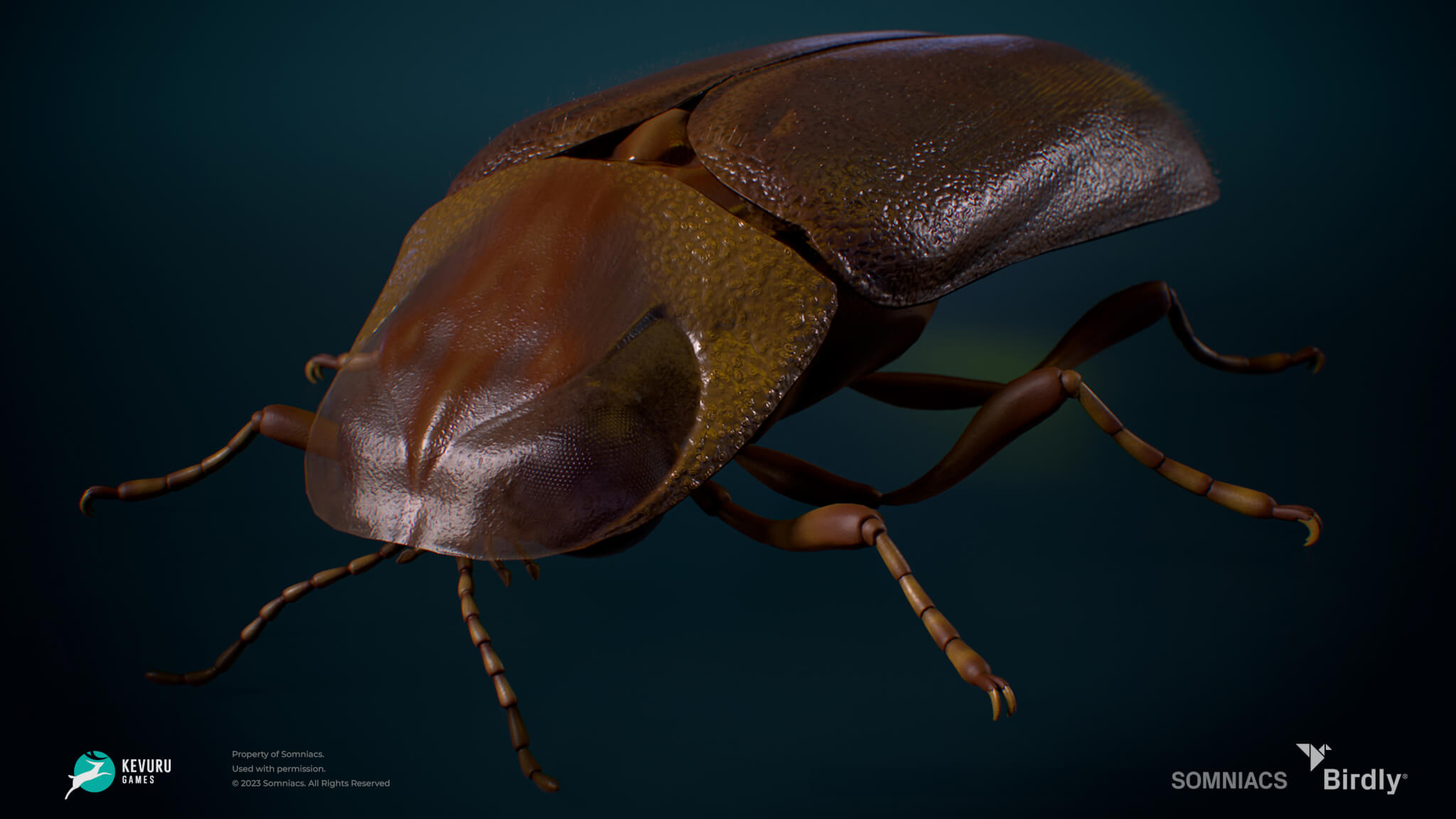 birdly beetle 3d