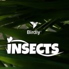 The Exclusive Experience of Participation in a VR Project: Creating Ultra-Realistic Models for Birdly Insects
